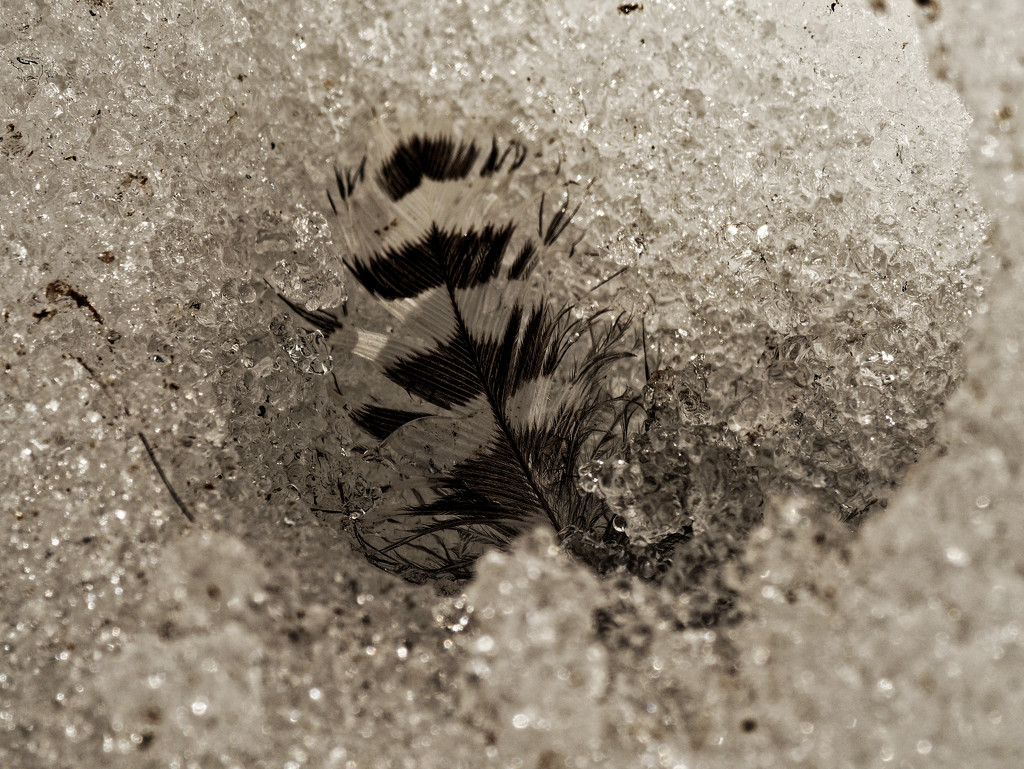 woodpecker feather in the snow by rminer