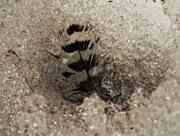 27th Feb 2021 - woodpecker feather in the snow