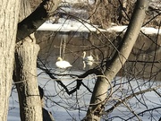 27th Feb 2021 - Swans looking for open water