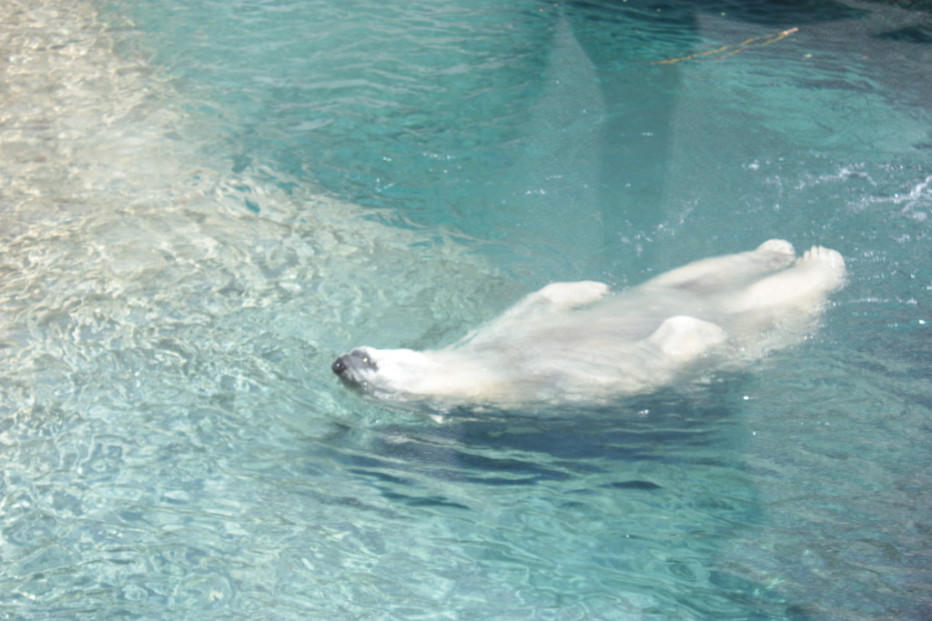 Polar Bear Day by spanishliz