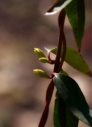 28th Feb 2021 - Carolina wild jasmine buds...