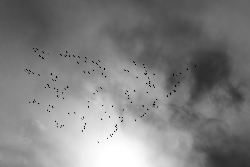 Cranes in Flight by kvphoto