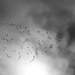 Cranes in Flight by kvphoto