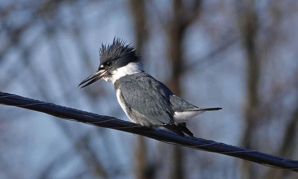 Belted Kingfisher by annepann