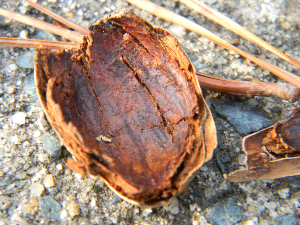 Nut Shell by sfeldphotos