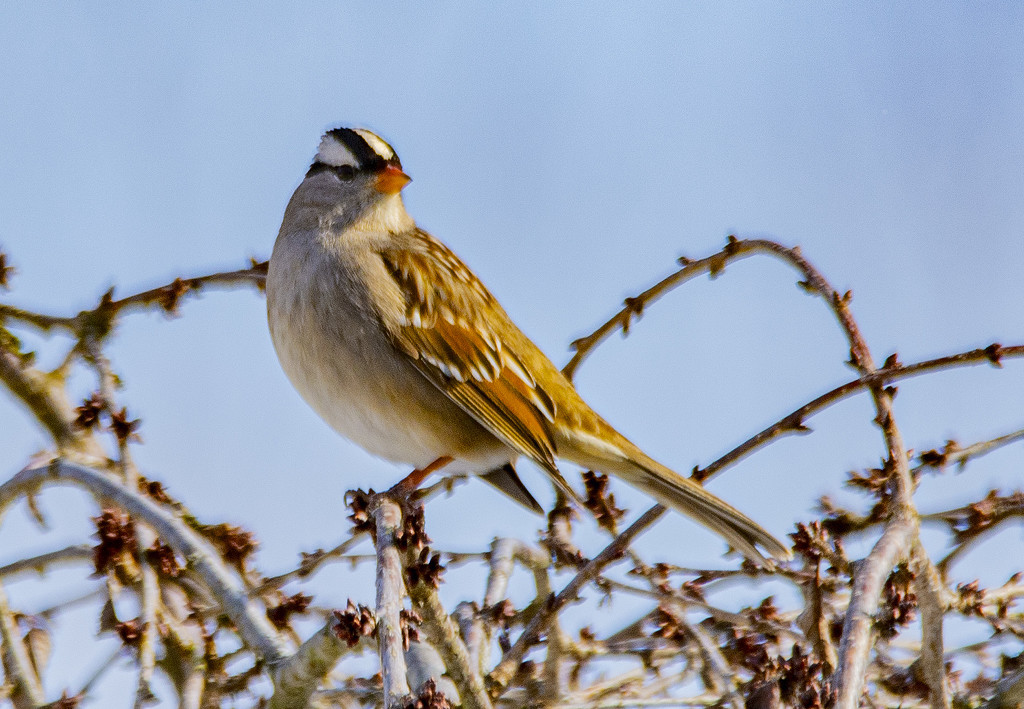 White Crowned Sparrow by cwbill
