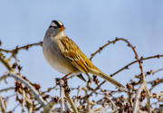 27th Feb 2021 - White Crowned Sparrow