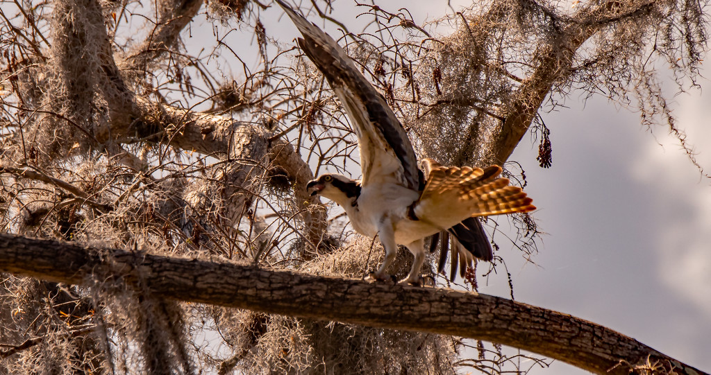 Osprey, Trying to Fend off Another Osprey! by rickster549