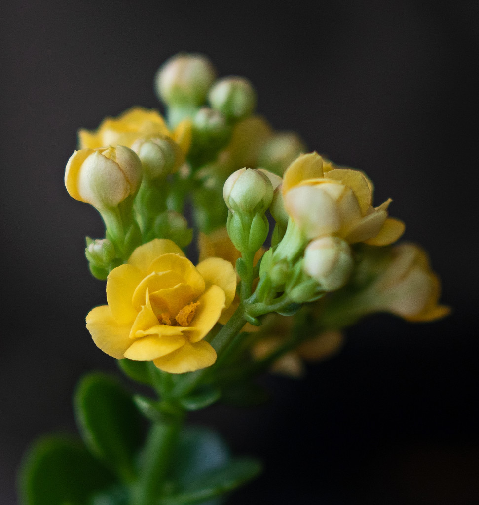 Yellow Succulent Flower by ianjb21