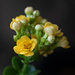 Yellow Succulent Flower by ianjb21