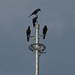 We four Crows by ianjb21
