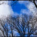 Winter Trees by hjbenson