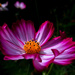 Cosmos in sunshine by maureenpp