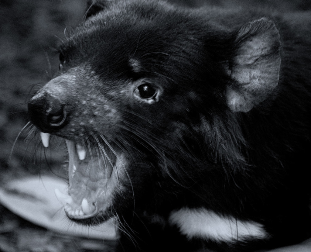 FoR Tassie Devil by annied