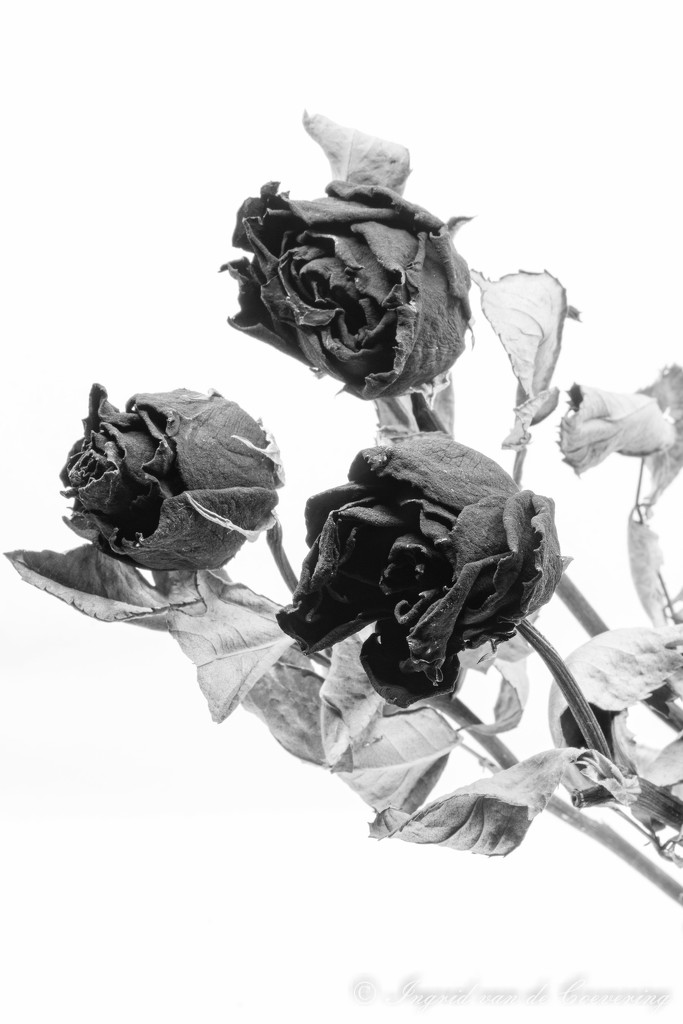 Dried roses...  by ingrid01