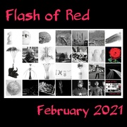 28th Feb 2021 - Flash of Red 2021