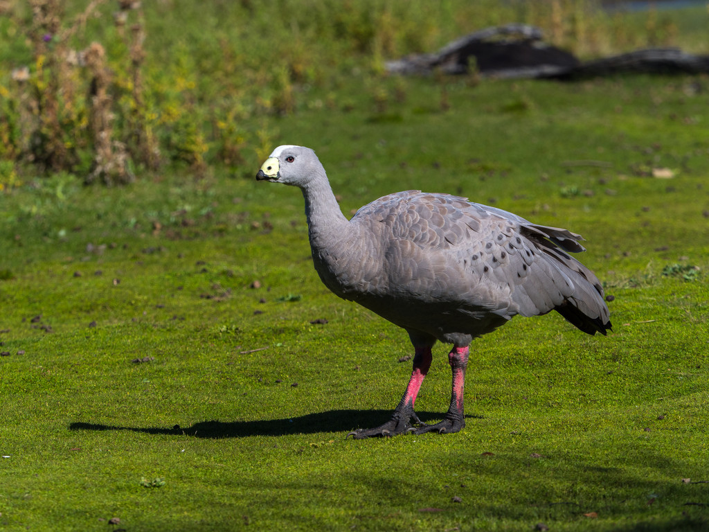 Cape Barren Goose by gosia