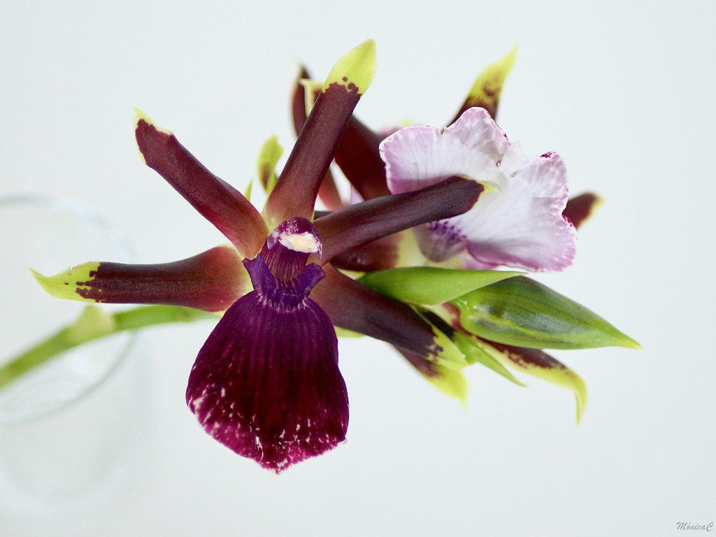 Zygopetalum orchid by monicac