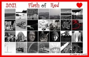 28th Feb 2021 - Flash of Red