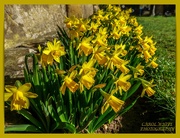 28th Feb 2021 - A Host Of Golden Daffodils