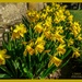 A Host Of Golden Daffodils by carolmw