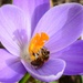Bee by iiwi