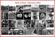 28th Feb 2021 - Flash of Red - February 2021