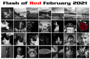 28th Feb 2021 - Flash Of Red February