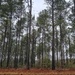 Loblolly pines... by marlboromaam