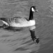 CANADA GOOSE by markp