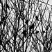 Birds In Branches by linnypinny