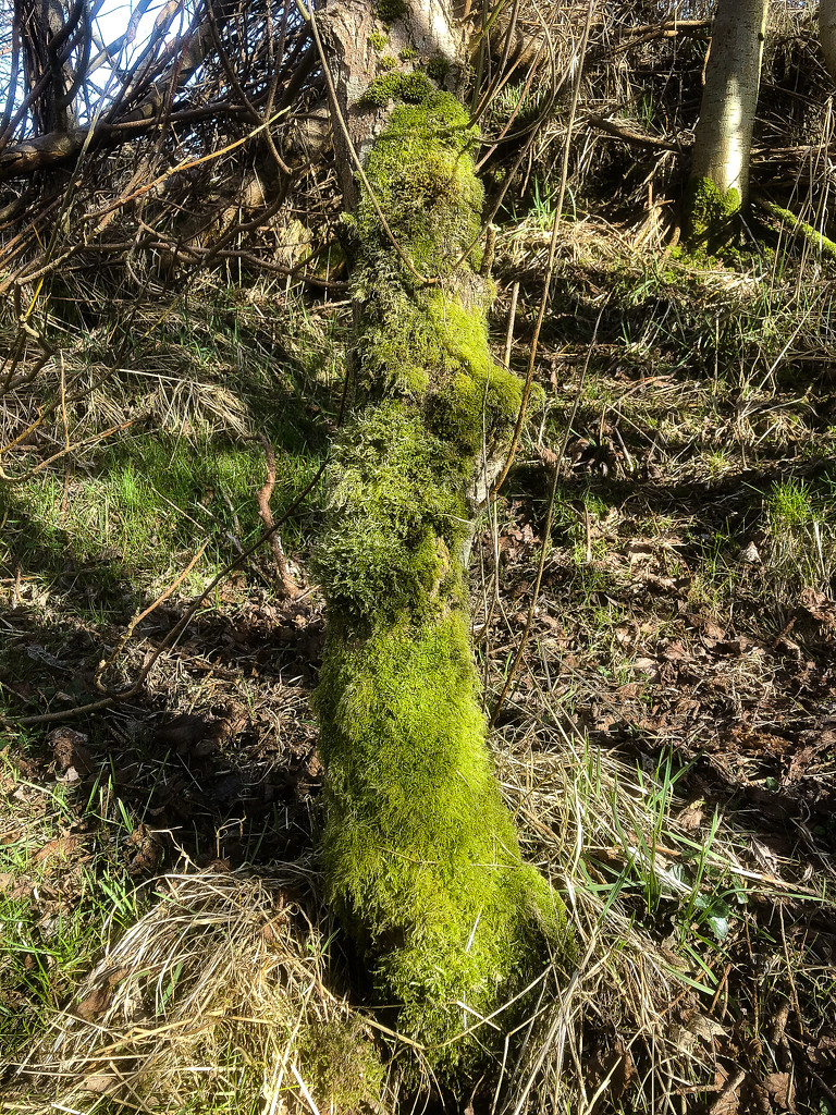Good Winter for Moss by lifeat60degrees