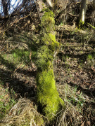 28th Feb 2021 - Good Winter for Moss
