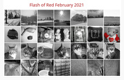 28th Feb 2021 - Flash of Red Calendar