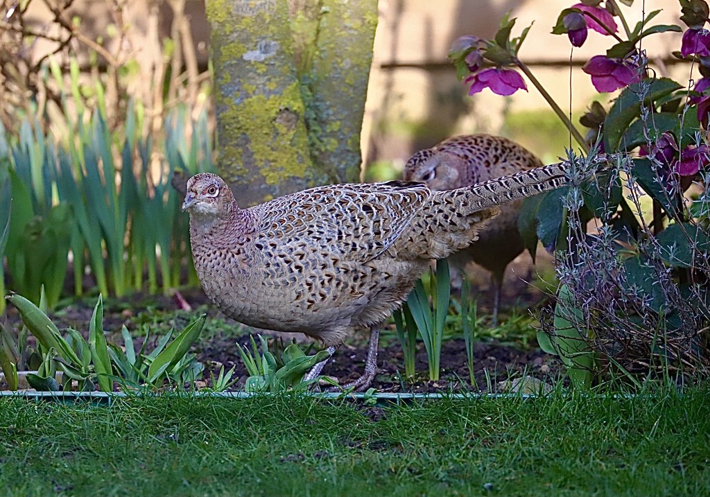 Invaded by Pheasants  by carole_sandford