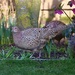 Invaded by Pheasants  by carole_sandford