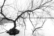 27th Feb 2021 - Tree in a Frozen Lake