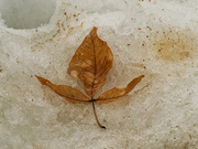 28th Feb 2021 - Hickory leaf in snow