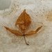 Hickory leaf in snow by rminer