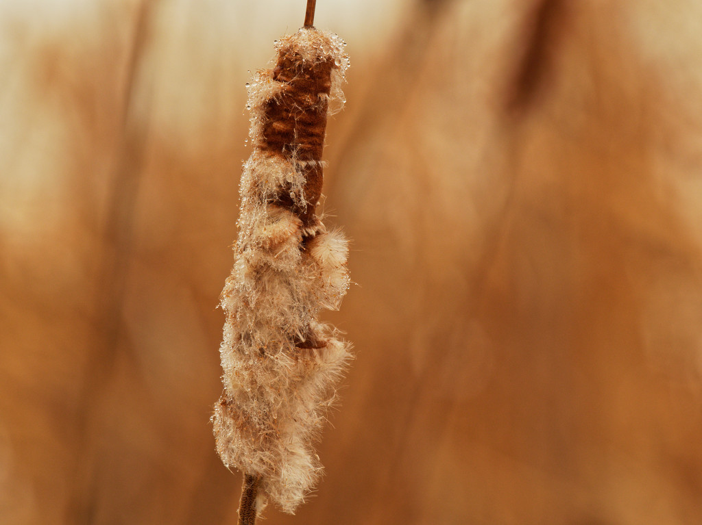 cattail  by rminer