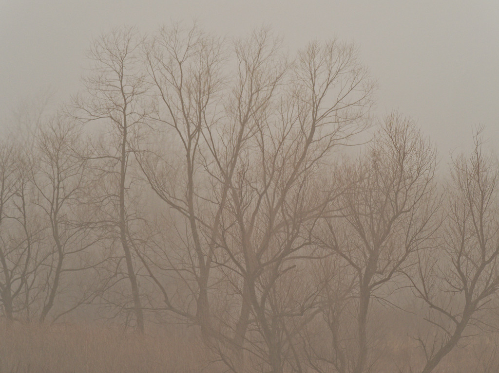 foggy treeline by rminer