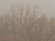 28th Feb 2021 - foggy treeline