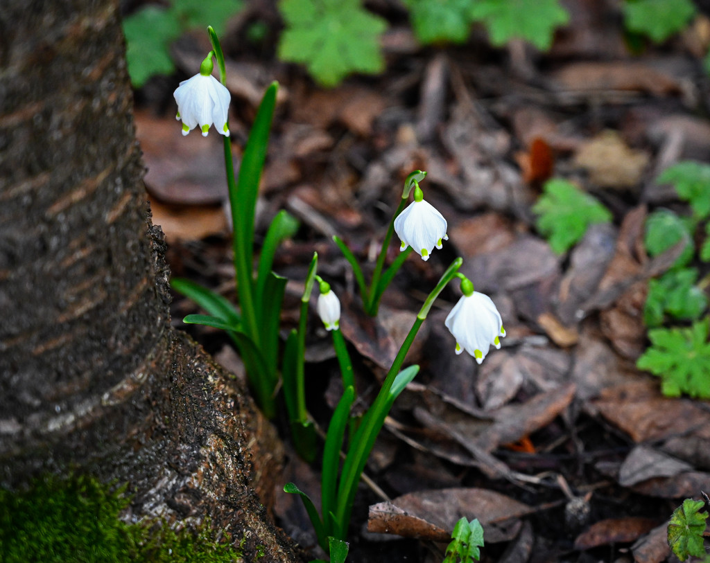 Snowdrops by toinette
