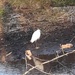 White heron? by carleenparker