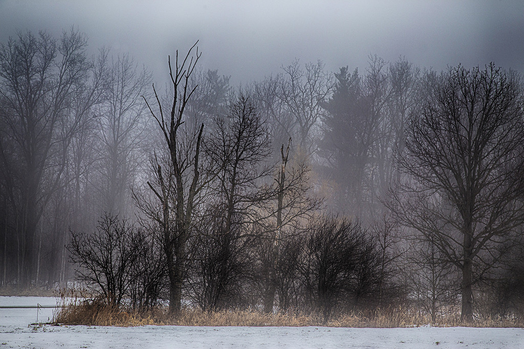 Winter Fog by pdulis
