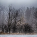 Winter Fog by pdulis
