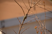 27th Feb 2021 - Buds and Birds