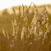 grasses at sunset by shepherdmanswife