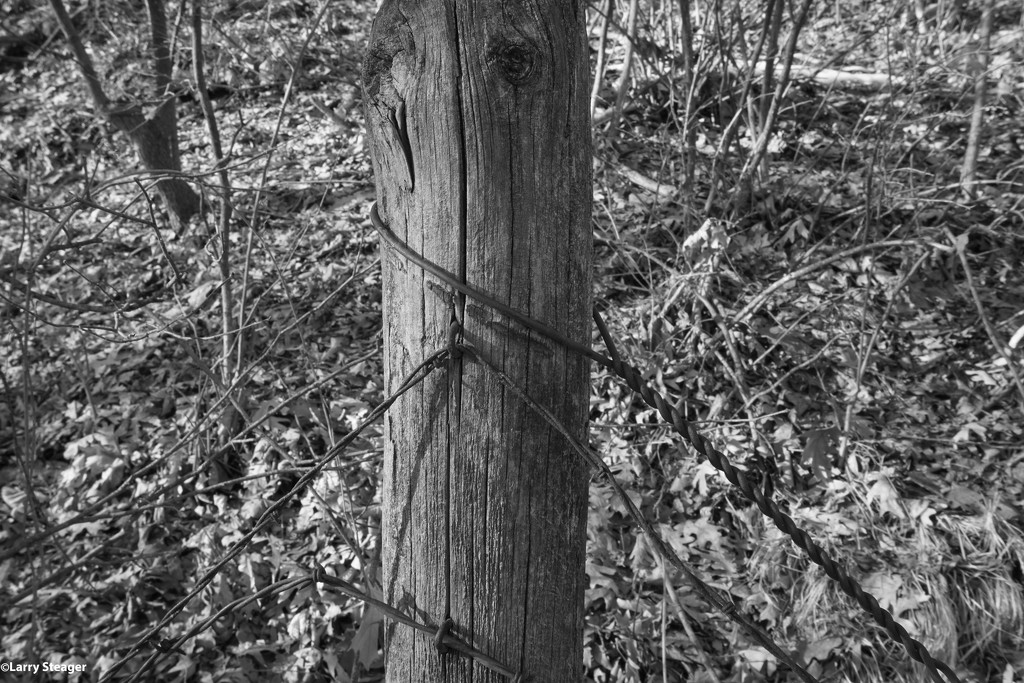 Fence post by larrysphotos