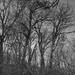 Woods by larrysphotos
